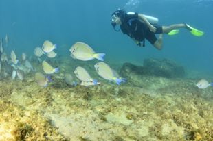 13495008_10154355113269319_7552281016930198924_n