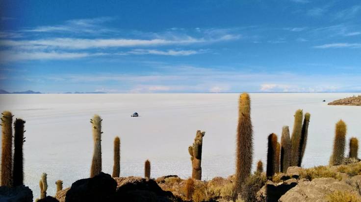Cactus salar de uyuni