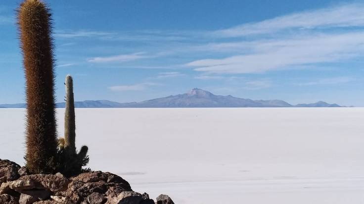 Cactos Salar de Uyuni